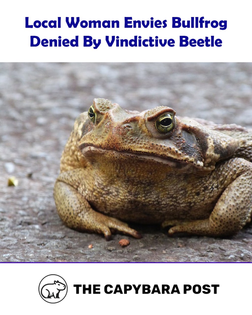 Bullfrog Learns Painful Lesson After Swallowing Vindictive Beetle; Local Woman Wishes Her Food Fought Back&nbsp;Too