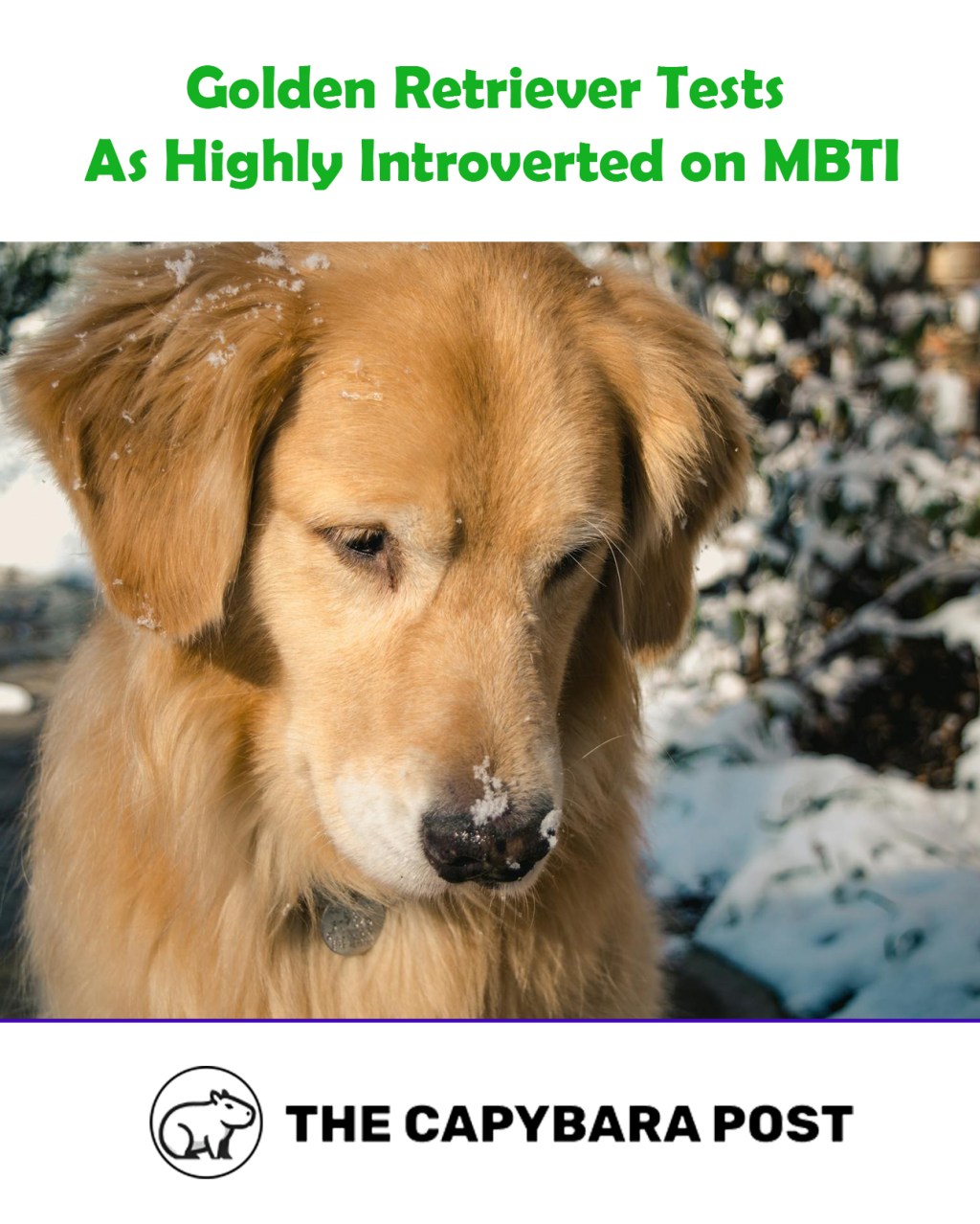 Golden Retriever Tests as ‘Highly Introverted’ on MBTI, Prefers Solo Walks and Quiet&nbsp;Reflection