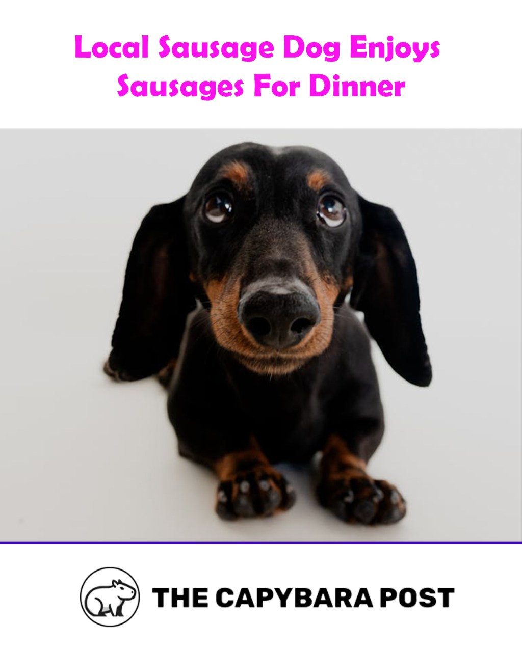Local Sausage Dog Enjoys Sausages for Dinner, Deepening Existential&nbsp;Crisis